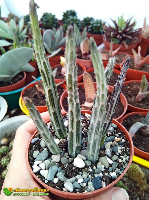 Крестовник стапелиевидный (Senecio stapeliiformis)