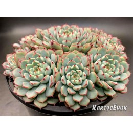 2 листовых черенка Эхеверия миниатюрная (Echeveria minima)