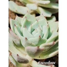 2 листовых черенка Эхеверия миниатюрная (Echeveria minima)