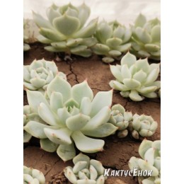 2 листовых черенка Эхеверия миниатюрная (Echeveria minima)