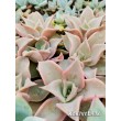 Эхеверия Мадиба (Echeveria Madiba)