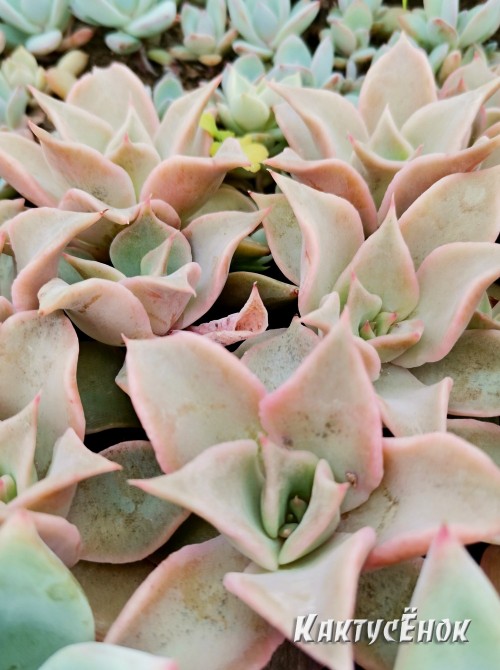 Эхеверия Мадиба (Echeveria Madiba)