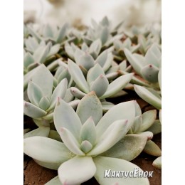 Черенок Пахиверия Экзотика (Pachyveria Exotica, Пахиверия «Паудер Пафф» Pachyveria ‘Powder Puff’)
