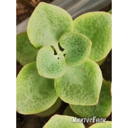 черенок Крассула кордата (Crassula cordata, Крассула серцевидная)