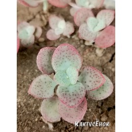 черенок Крассула кордата (Crassula cordata, Крассула серцевидная)