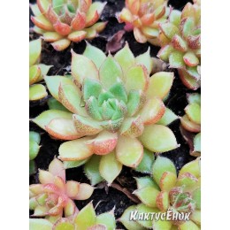 Эхеверия номер 6