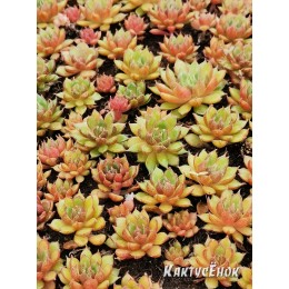 Эхеверия номер 6