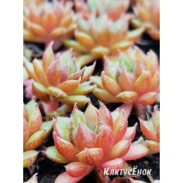 Эхеверия номер 6