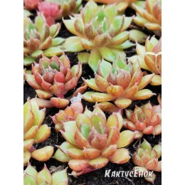 Эхеверия номер 6