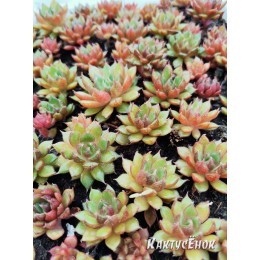 Эхеверия номер 6