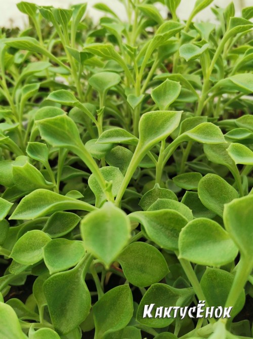 Черенок Крестовник клейниевидный (Senecio kleiniiformis)