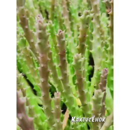 Черенок Орбея Стапелия Веррукоза (Orbea verrucosa Stapelia)