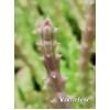 Черенок Орбея Стапелия Веррукоза (Orbea verrucosa Stapelia) 