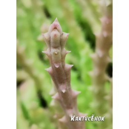 Черенок Орбея Стапелия Веррукоза (Orbea verrucosa Stapelia)
