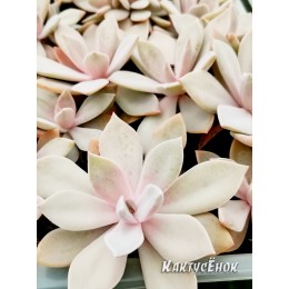 Граптоверия Дуглас Хат (Graptoveria Douglas Huth) (укор.)