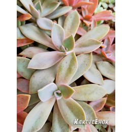 Граптоверия Дуглас Хат (Graptoveria Douglas Huth) (укор.)