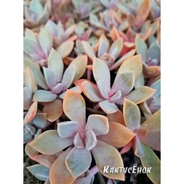 Граптоверия Дуглас Хат (Graptoveria Douglas Huth) (укор.)