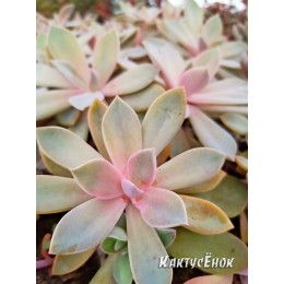 Граптоверия Дуглас Хат (Graptoveria Douglas Huth) (укор.)