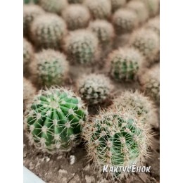 Эхинопсис Бревиспинус (Echinopsis Brevispina)