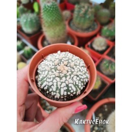 Астрофитум Кабуто (Супер Кабуто, Astrophytum Сabuto)