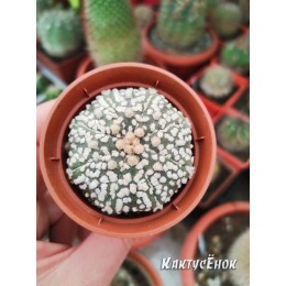 Астрофитум Кабуто (Супер Кабуто, Astrophytum Сabuto)