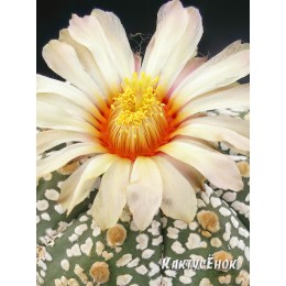 Астрофитум Кабуто (Супер Кабуто, Astrophytum Сabuto)