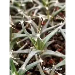 Лейхтенбергия (Leuchtenbergia)