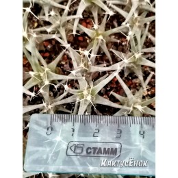 Лейхтенбергия (Leuchtenbergia)