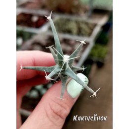 Лейхтенбергия (Leuchtenbergia)