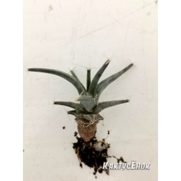 Лейхтенбергия (Leuchtenbergia)