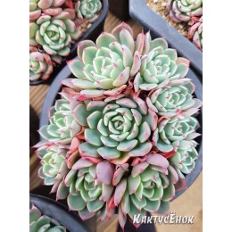 2 листовых черенка Эхеверия остроконечная (Echeveria pink Zaragoza)