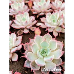 2 листовых черенка Эхеверия остроконечная (Echeveria pink Zaragoza)