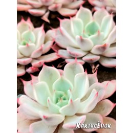2 листовых черенка Эхеверия остроконечная (Echeveria pink Zaragoza)
