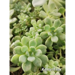 Черенок Граптоседум гибридный (Graptosedum)