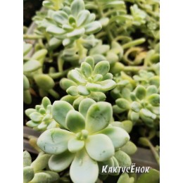 Черенок Граптоседум гибридный (Graptosedum)
