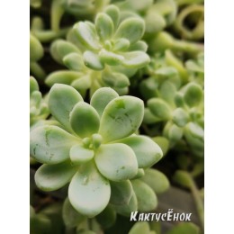 Черенок Граптоседум гибридный (Graptosedum)