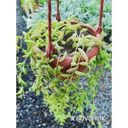 Черенок Крестовник укореняющийся (Senecio radicans, String of Bananas)