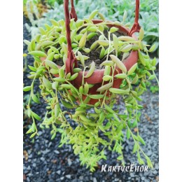 Черенок Крестовник укореняющийся (Senecio radicans, String of Bananas)
