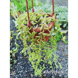 Черенок Крестовник укореняющийся (Senecio radicans, String of Bananas)