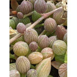 Черенок Крестовник арбузный (Senecio Herrianus Watermelon)