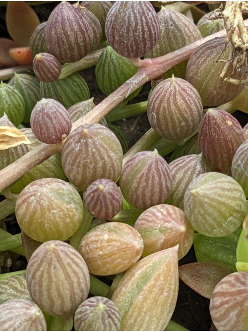Черенок Крестовник арбузный (Senecio Herrianus Watermelon)
