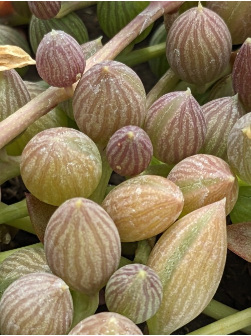 Черенок Крестовник арбузный (Senecio Herrianus Watermelon)