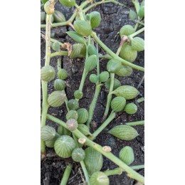 Черенок Крестовник арбузный (Senecio Herrianus Watermelon)