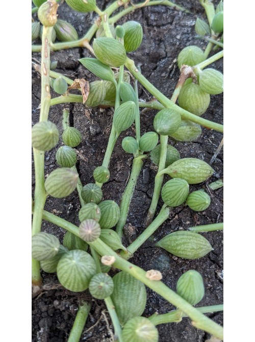 Черенок Крестовник арбузный (Senecio Herrianus Watermelon)