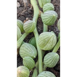 Черенок Крестовник арбузный (Senecio Herrianus Watermelon)