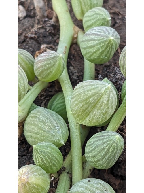 Черенок Крестовник арбузный (Senecio Herrianus Watermelon)