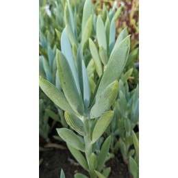 Черенок Крестовник плосколистный (Senecio ficoides)