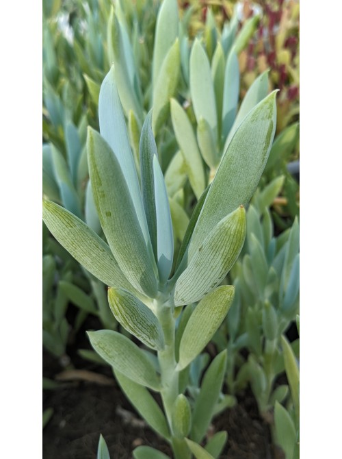 Черенок Крестовник плосколистный (Senecio ficoides)