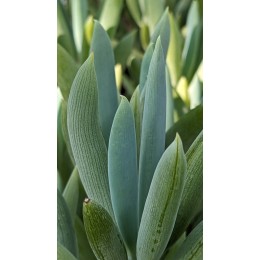 Черенок Крестовник плосколистный (Senecio ficoides)