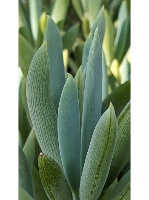 Черенок Крестовник плосколистный (Senecio ficoides)